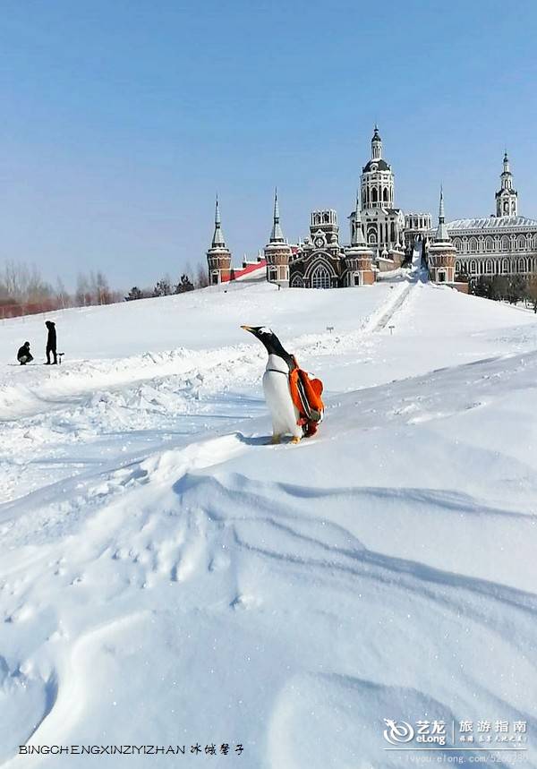 在大雪过后的伏尔加庄园，邂逅“出逃”的网红企鹅