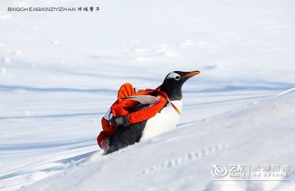 在大雪过后的伏尔加庄园，邂逅“出逃”的网红企鹅