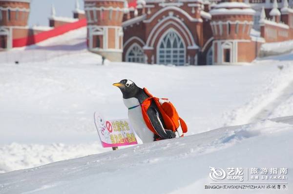 在大雪过后的伏尔加庄园，邂逅“出逃”的网红企鹅