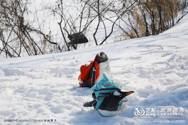 在大雪过后的伏尔加庄园，邂逅“出逃”的网红企鹅