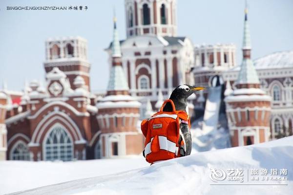 在大雪过后的伏尔加庄园，邂逅“出逃”的网红企鹅