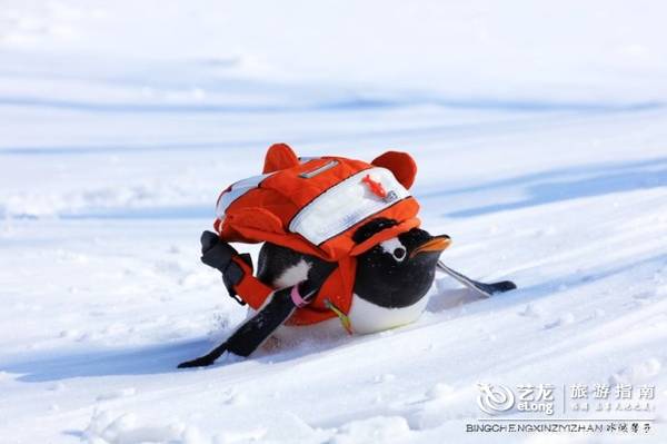 在大雪过后的伏尔加庄园，邂逅“出逃”的网红企鹅