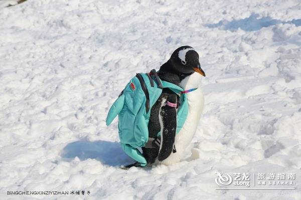 在大雪过后的伏尔加庄园，邂逅“出逃”的网红企鹅