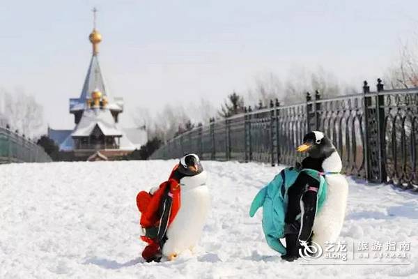 在大雪过后的伏尔加庄园，邂逅“出逃”的网红企鹅