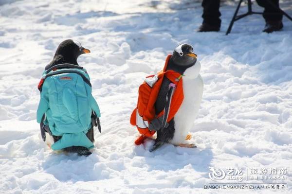 在大雪过后的伏尔加庄园，邂逅“出逃”的网红企鹅