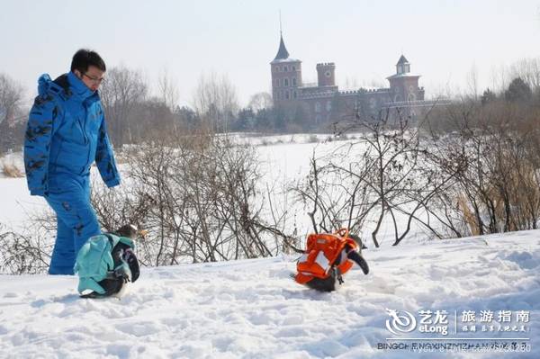 在大雪过后的伏尔加庄园，邂逅“出逃”的网红企鹅